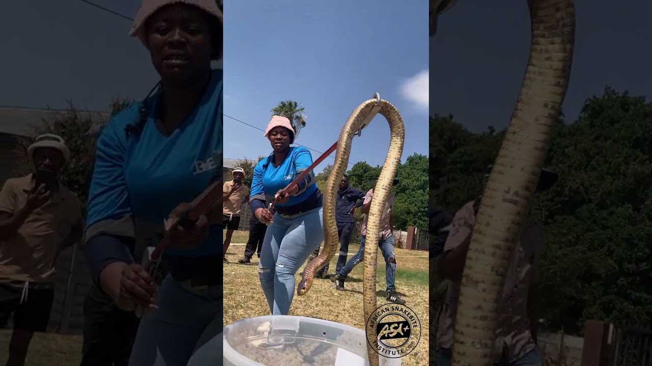 Venomous Snake handling #venom #Cobra #animals #nature