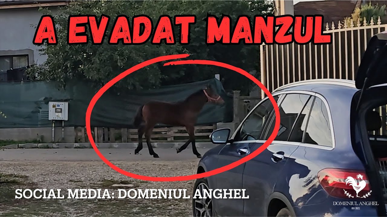 Cum se livrează un incubator de jumatate de tona?