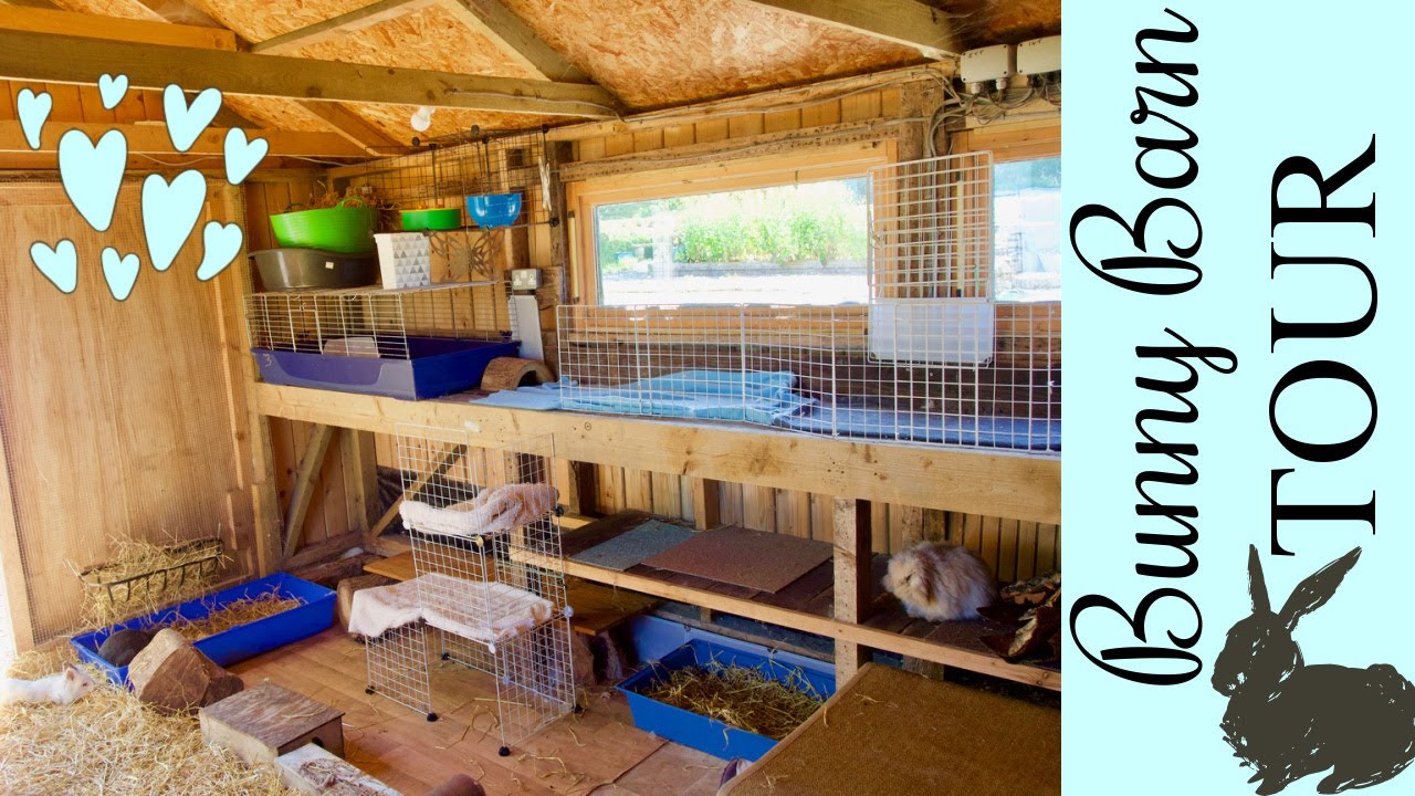 Tour of the Rabbit Shed/Bunny Barn | June 2022