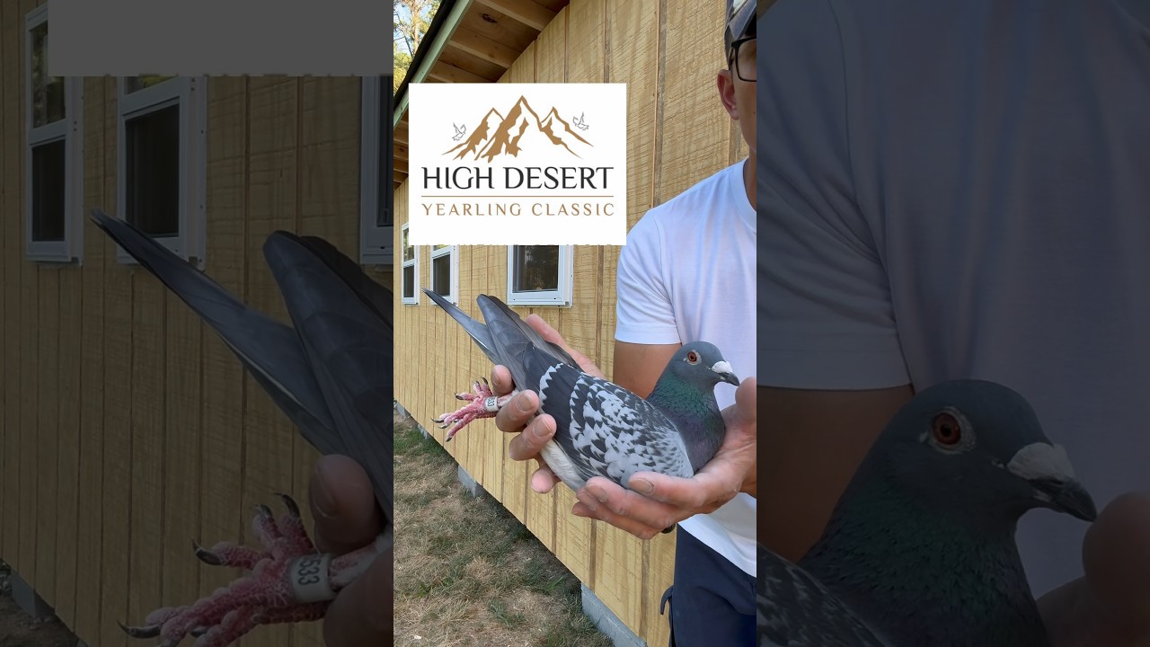 Bird I got back from High desert One loft race! #pigeon #pigeonracing #oneloftrace