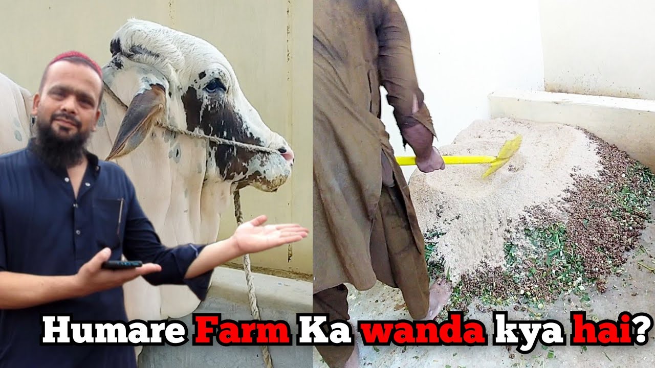 Wanda Recipe Of Amazing Cattle Farm || Bakra Eid 2024