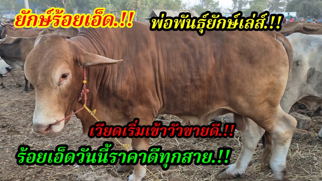 ราคาวัววันนี้ เปิดราคาวัวล่าสุดวันนี้ สำรวจราคาวัวตลาดนัด#เปิดราคาวัวงามน่าซื้อ#ซื้อขายวัวน่าเลี้ยง
