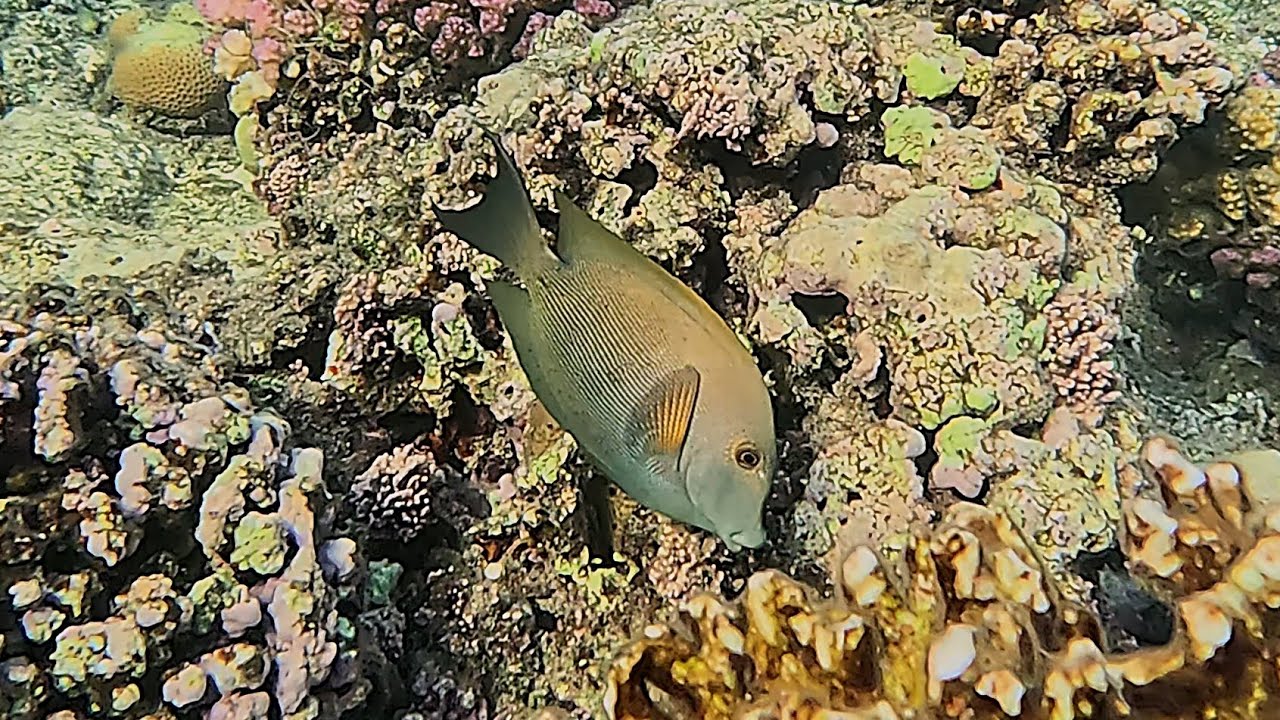 Striated surgeonfish (Ctenochaetus striatus) in 4K