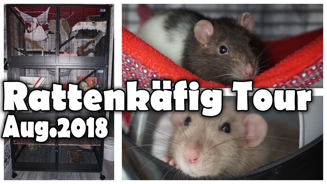 Rattenkäfig Tour | Cagetour (August 2018)