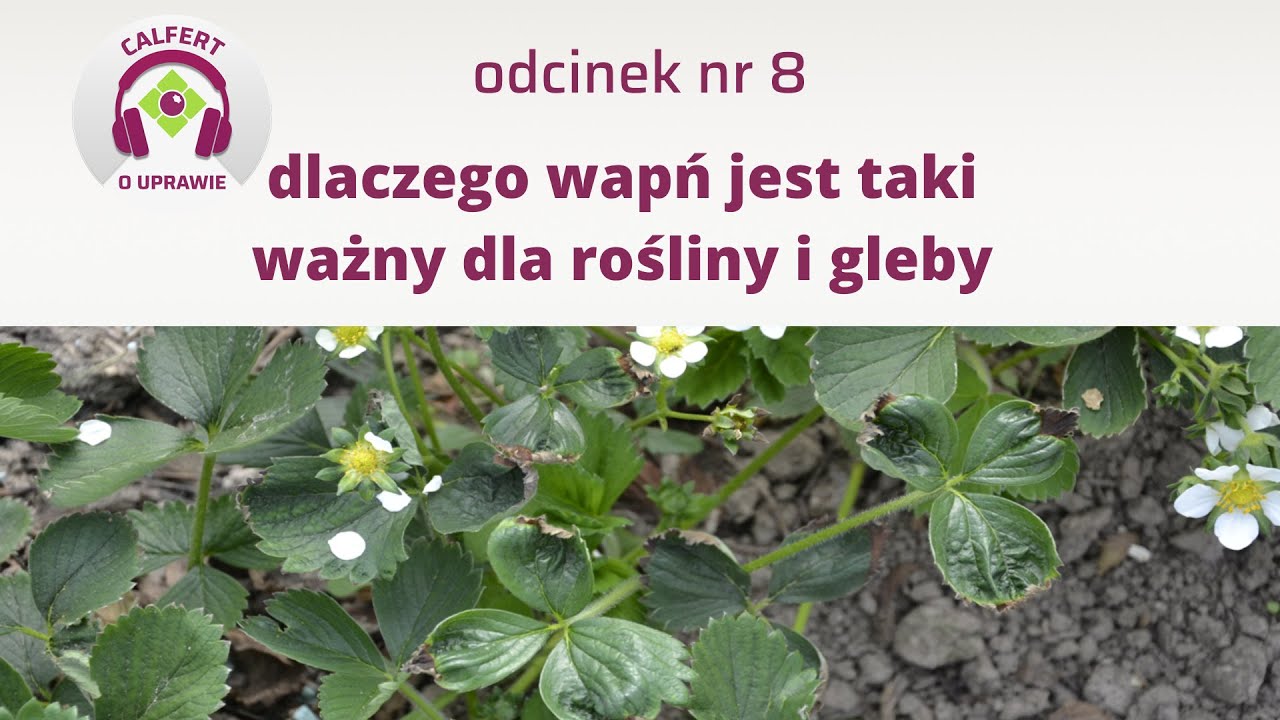 8. Dlaczego wapń jest tak ważny dla gleby i roślin?