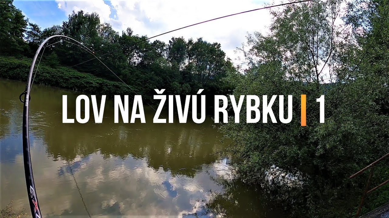 Lov Zubáča Candáta a Šťuky Štiky na Živú Rybku 1 🐬 Sezóna 2021 | Rybárske Videá s Demexom