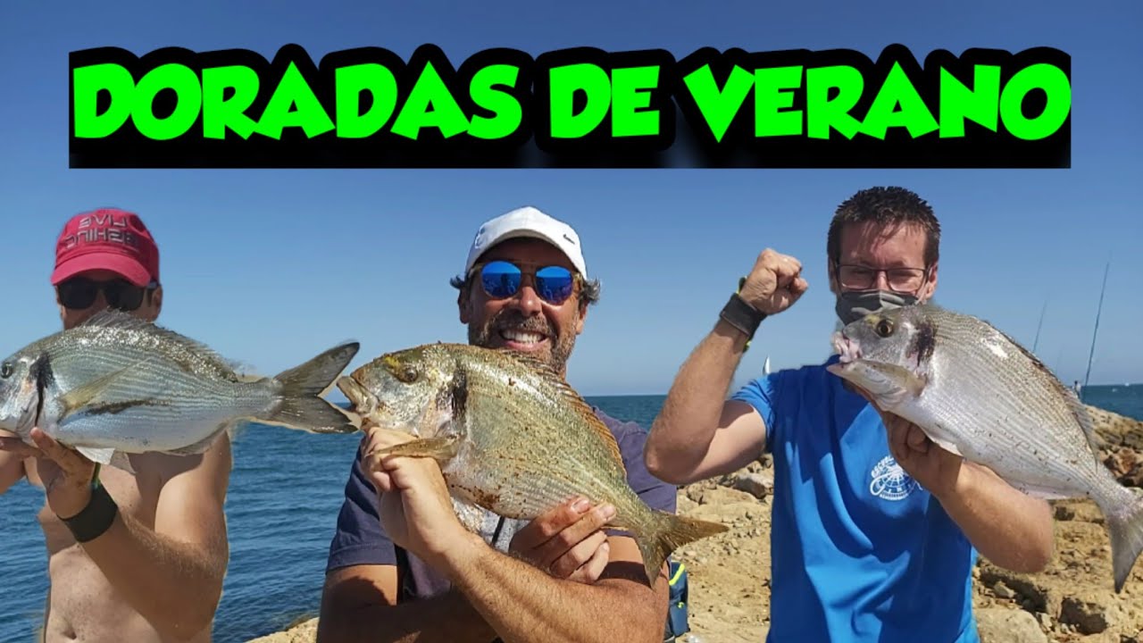 ➡️COMO PESCAR DORADAS EN VERANO ⬅️ LIVE FISHING