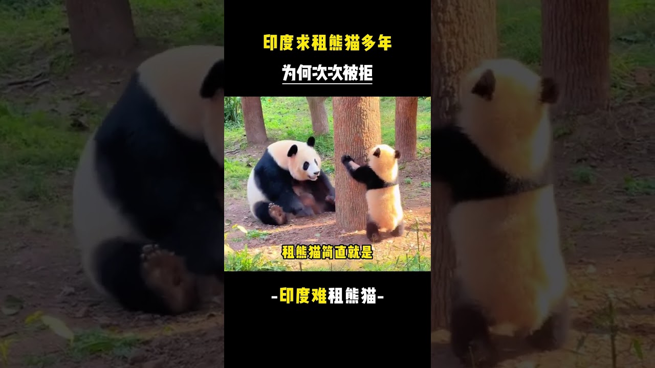 印度求租熊貓多年，為何次次被拒拒。#印度 #阿三 #熊貓