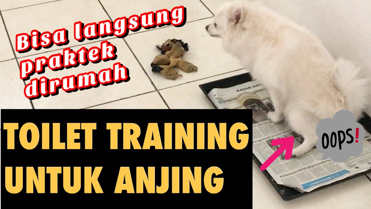 TOILET TRAINING UNTUK ANJING LATIHAN PIPIS DAN PUP