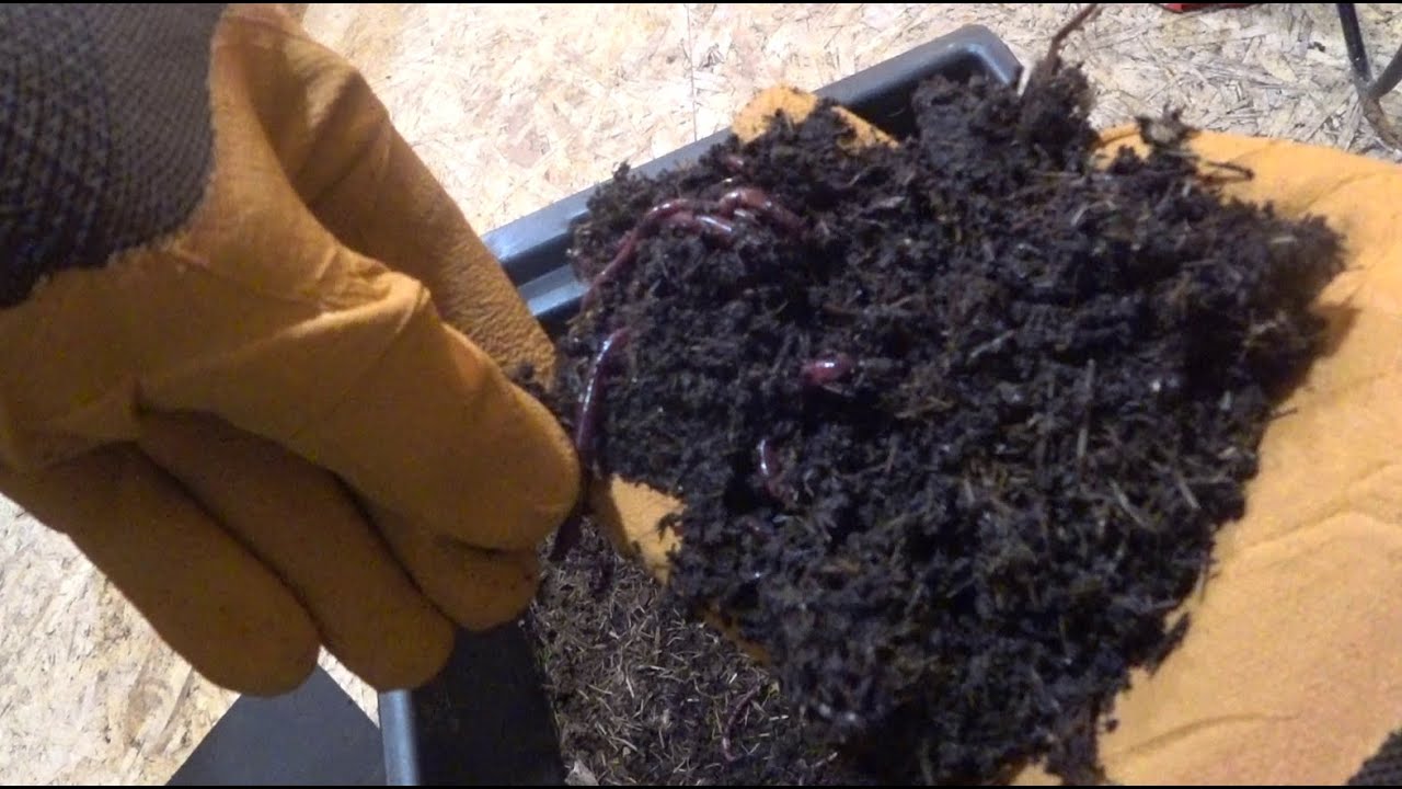 Червь Черный Принц