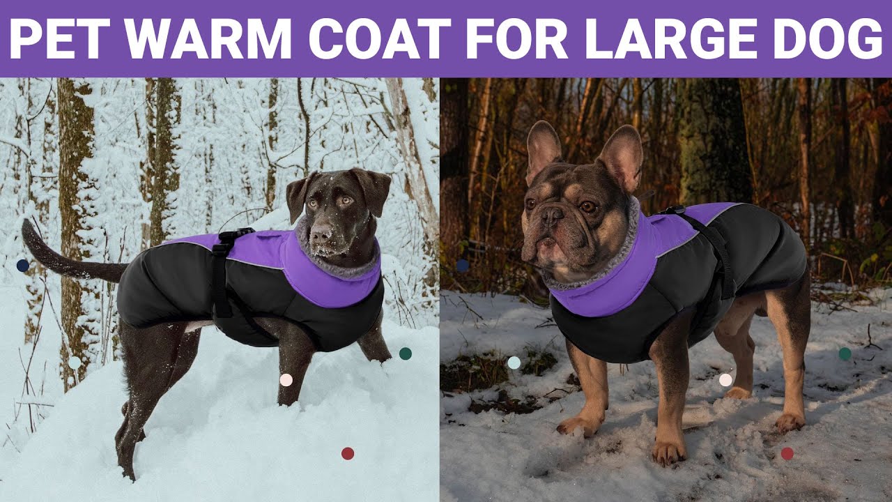 The Ultimate Guide to Choosing the Best Dog Coat: Iecoii Extra Warm Edition