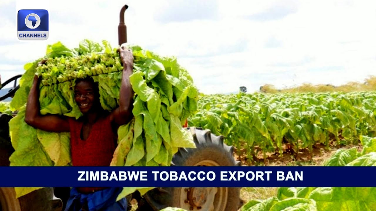 Zimbabwe Tobacco Export Ban, Uganda Impounded Maize Trucks +More | Business Incorporated