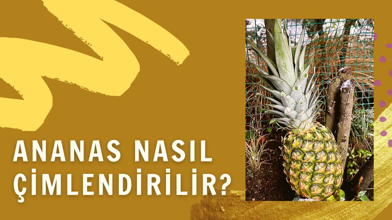 Marketten aldığınız ananas nasıl &ccedil;imlendirilir?