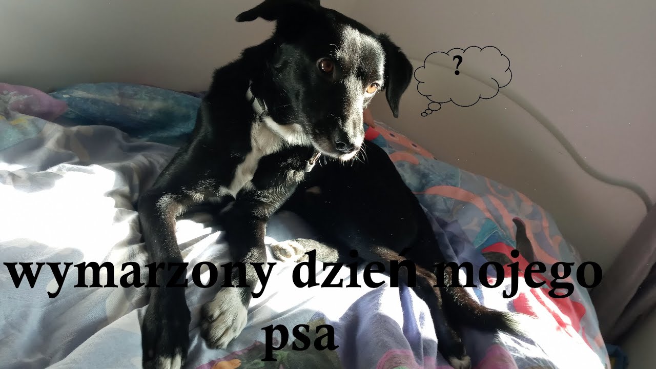 Nasz pies decyduje o tym co robi 🐶