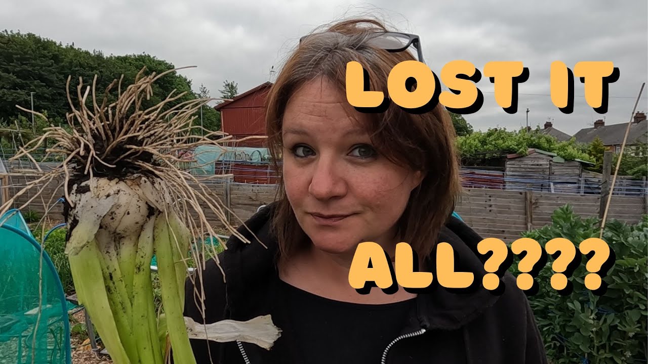 MEGA Issues! Again On The Allotment. Allium Problems