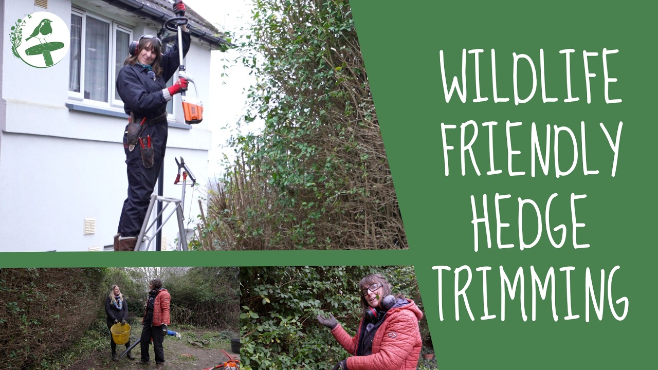 Wildlife-friendly hedge trimming