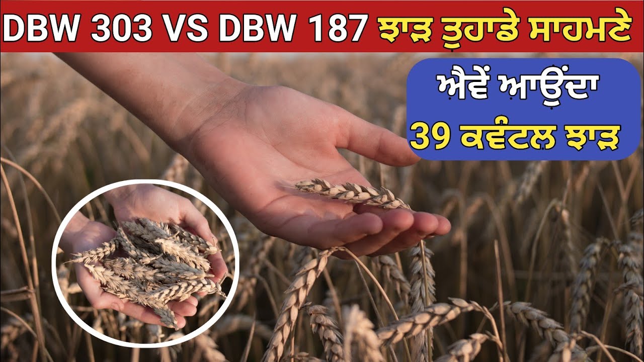 DBW 303 VS DBW 187 WHEAT VARIETIES - ਦੋਨਾਂ ਦਾ ਝਾੜ ਤੁਹਾਡੇ ਸਾਹਮਣੇ