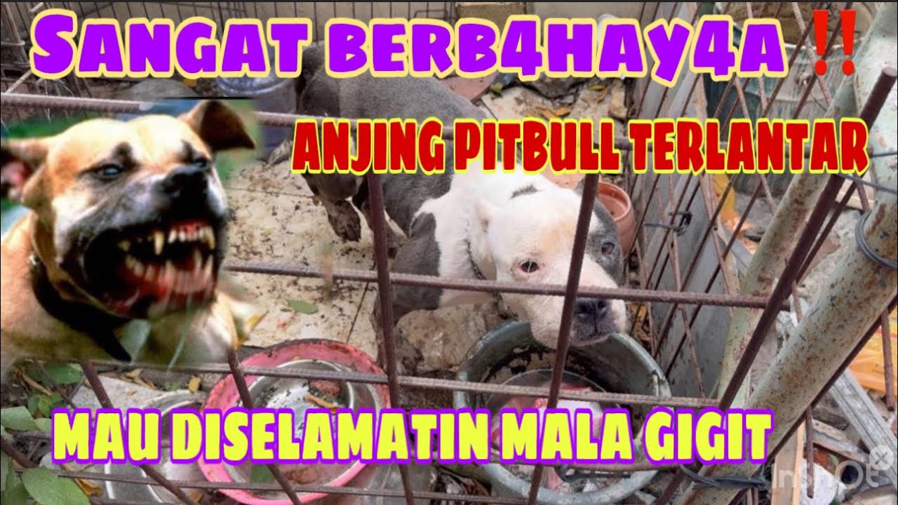 RESCUE ANJING PITBULL GALAK YANG TERLANTAR ‼️ TIDUR DIATAS K0T0RANNYA SELAMA 1 TAHUN