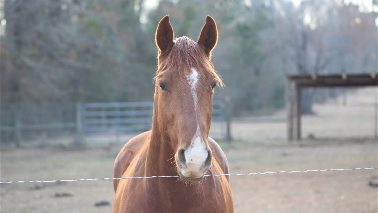 3 Year Old Registered AQHA -Tres O Lena Light-“Prince” – Ranch/All around Gelding | Lucky 7 Remuda |