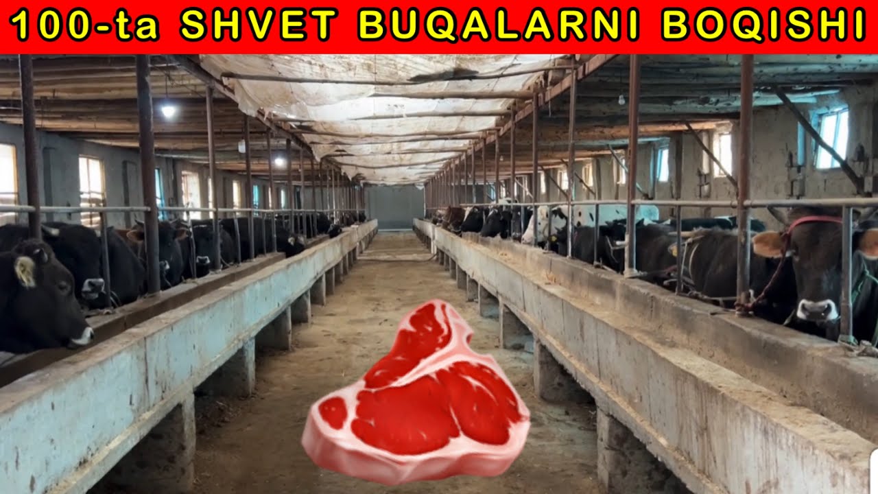 100-ta SHVET BUQALAR 5-oyda QANDAY TEZ SEMIRTIRISH SIRLARI OCHILDI