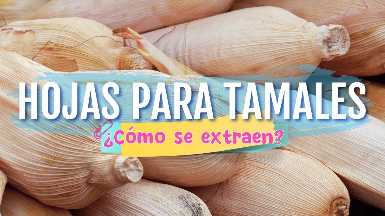 ¿Cómo se sacan las hojas de maíz para tamales? Forma casera y simple. TOTOMOXTLE | La cuinique