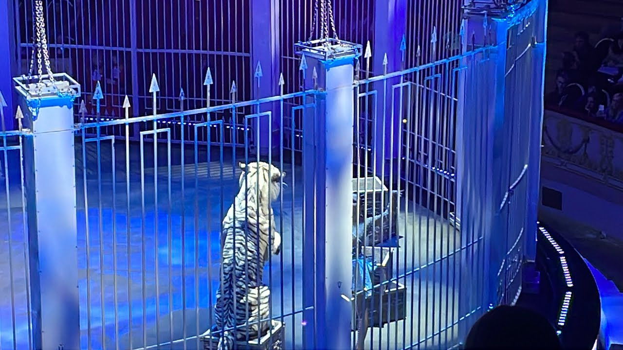 В Цирке Санкт-Петербурга. Это просто ШОК