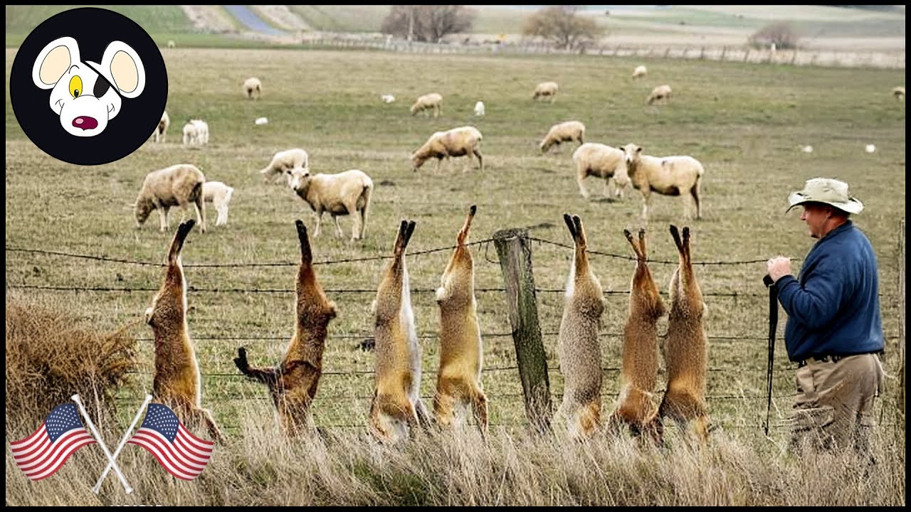 Full Video 4k - Australian Farmers Deal With Millions Of Red Fox Attack Poultry | Wild Boar Hunting