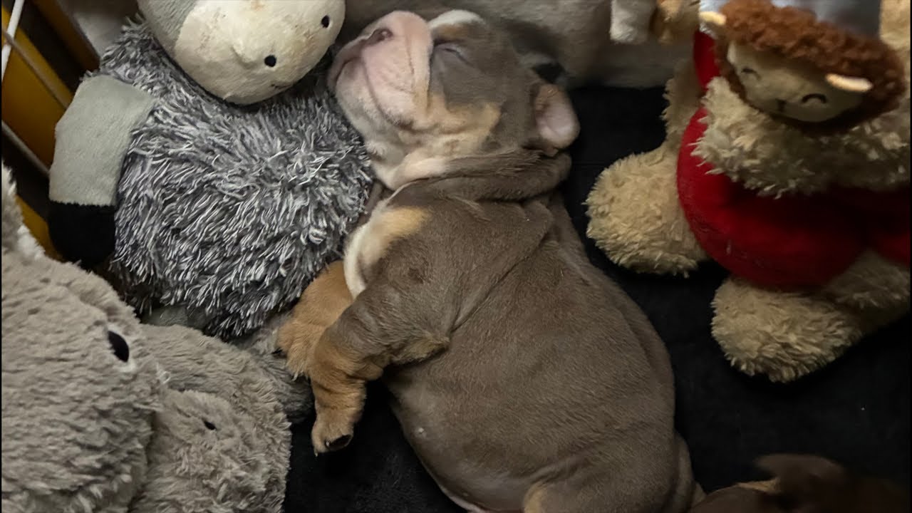 Live #Mis perritos lindos preciosos #うちのかわいいわんちゃんたち#Meine süßen Welpen #Mấy bé cún dễ thương của tôi