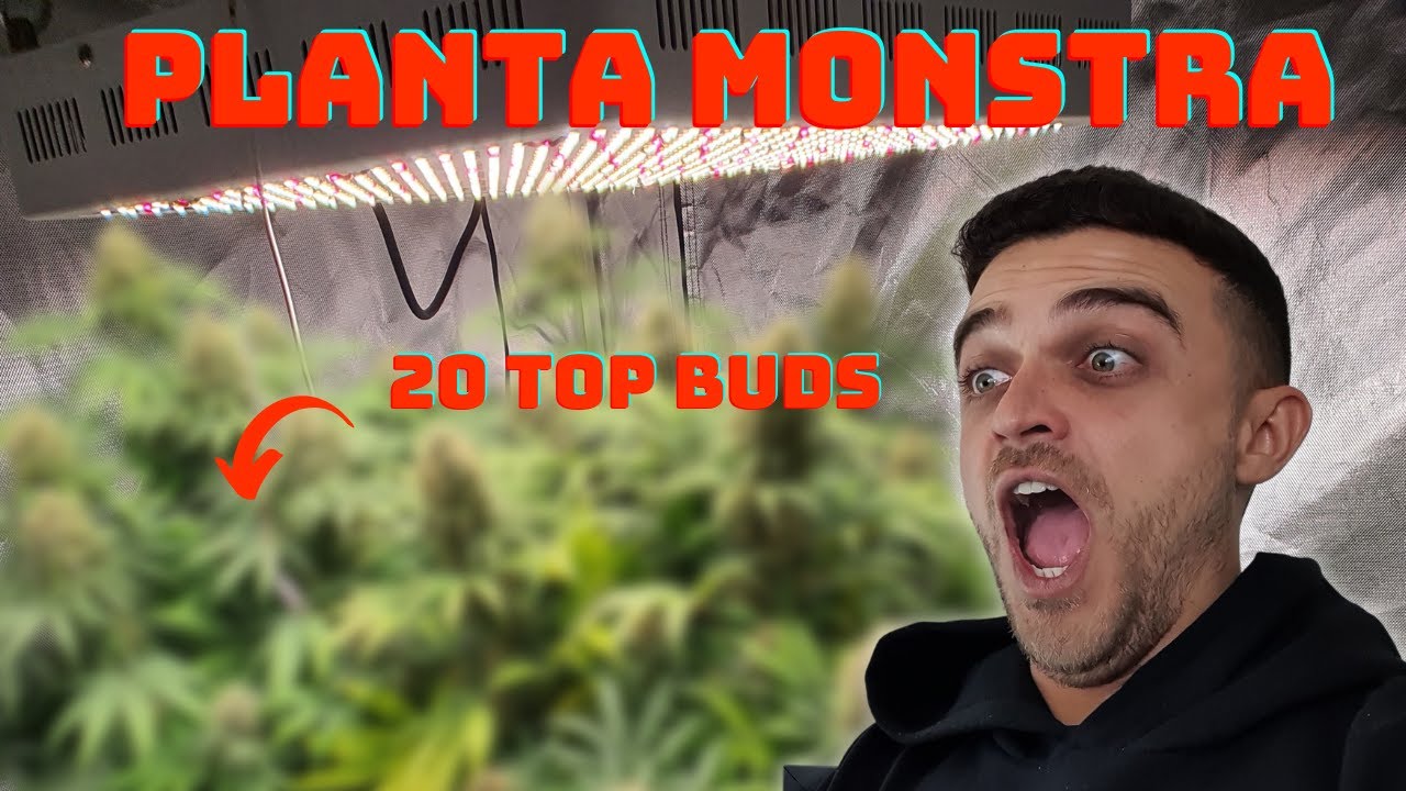 PLANTA GIGANTE com 20 top buds (Monster Cropping)