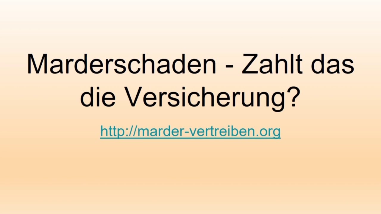 Marderschaden - Zahlt das die Versicherung?: Marder im Auto, Automarder, versicherung mardersch&auml;den
