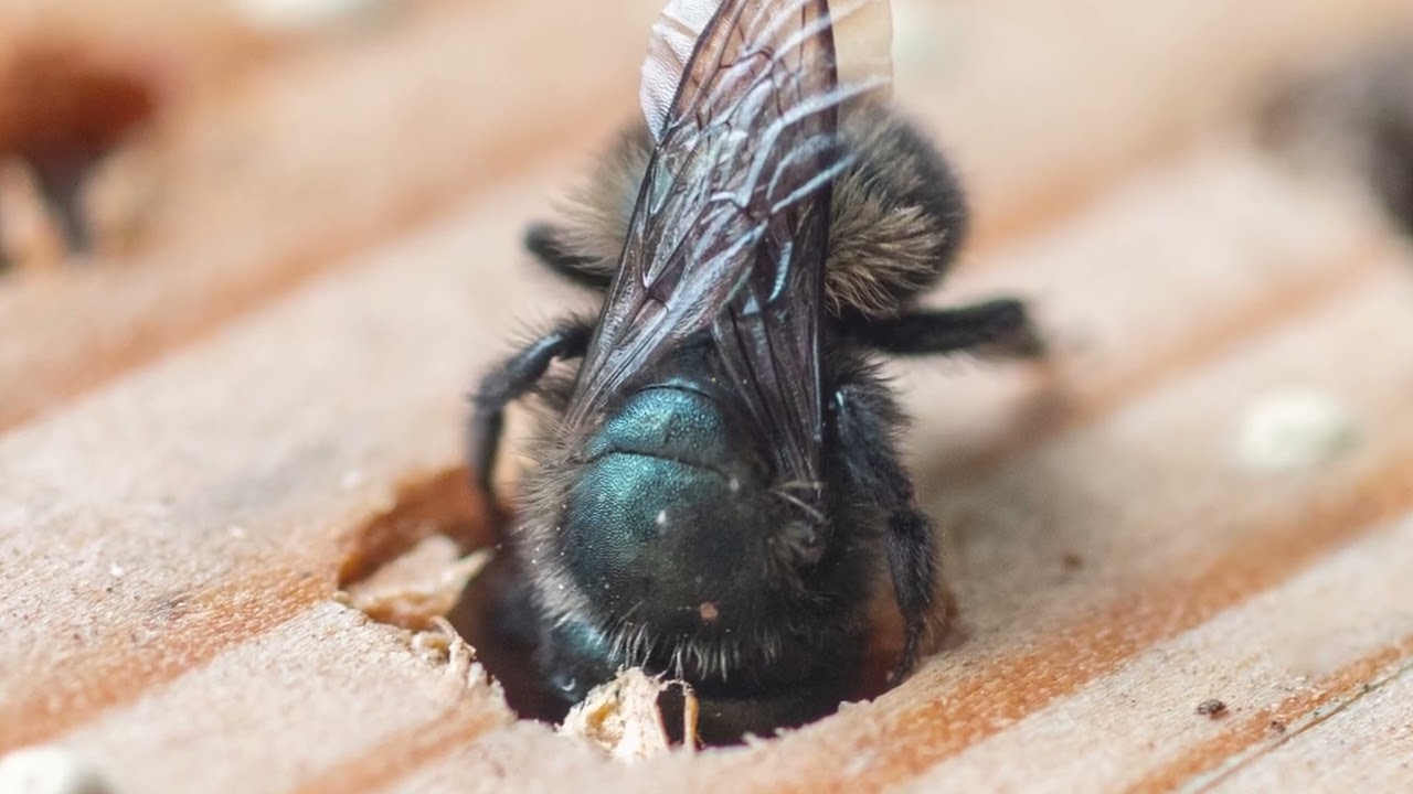 Daily Obscure Pollinator: Blue Orchard Mason Bee