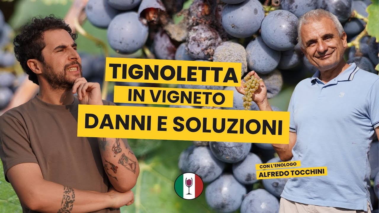 Tutti i Danni in Vigneto – Effetti sulla Vendemmia 2025 🍇