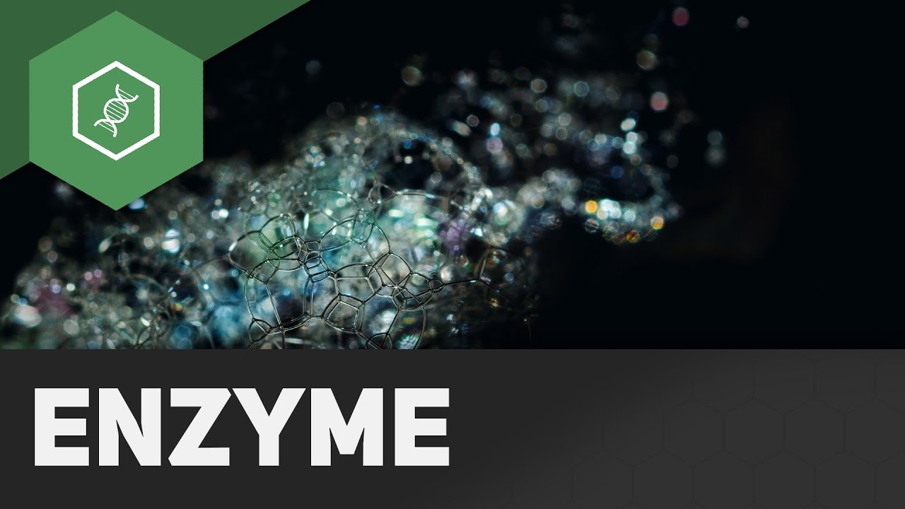 Enzyme im Alltag
