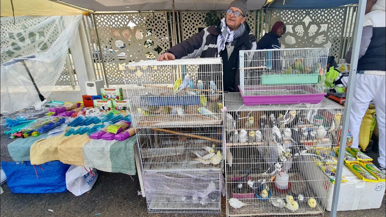 وخى شثاء سوق عمر أحد مكناس لهديم لطيور كناري ومقنين وباديجي وببغوات 2025/12/28
