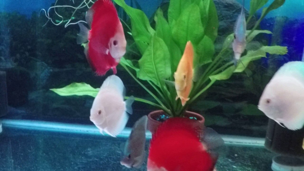Kenny's discus
