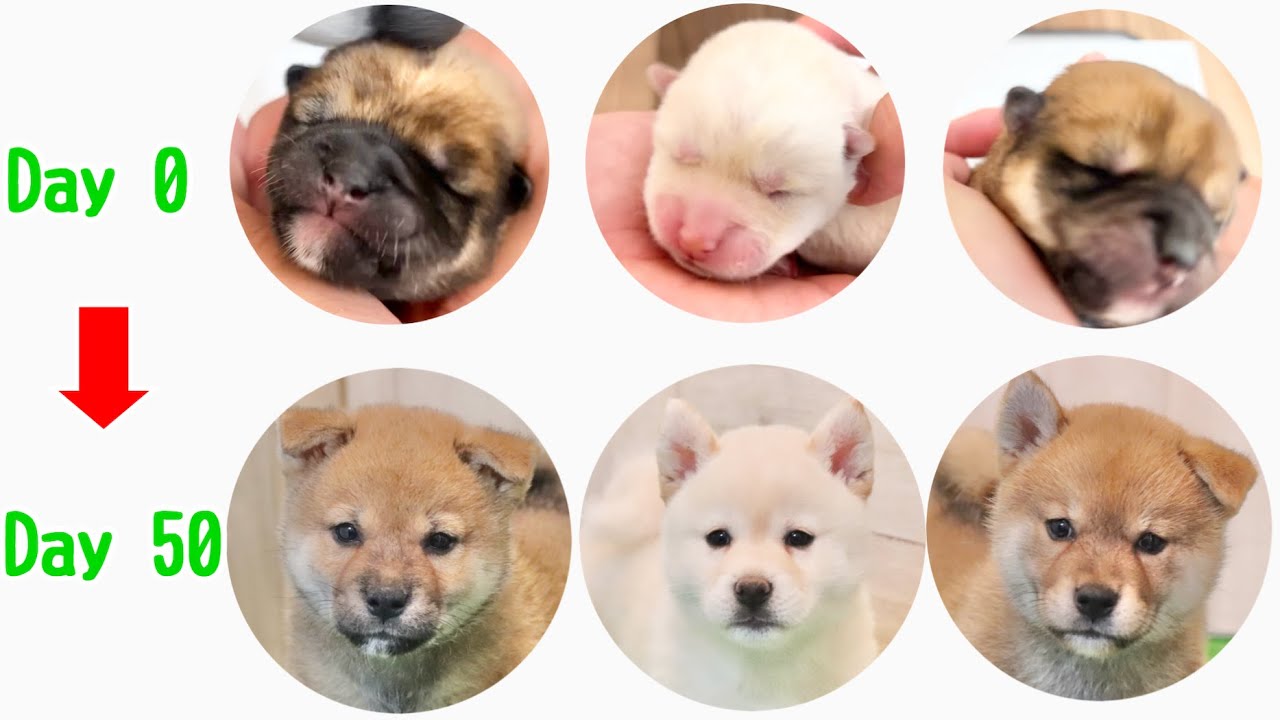 【柴犬 子犬】一気に見れる成長記録 生後0日〜50日 season 5