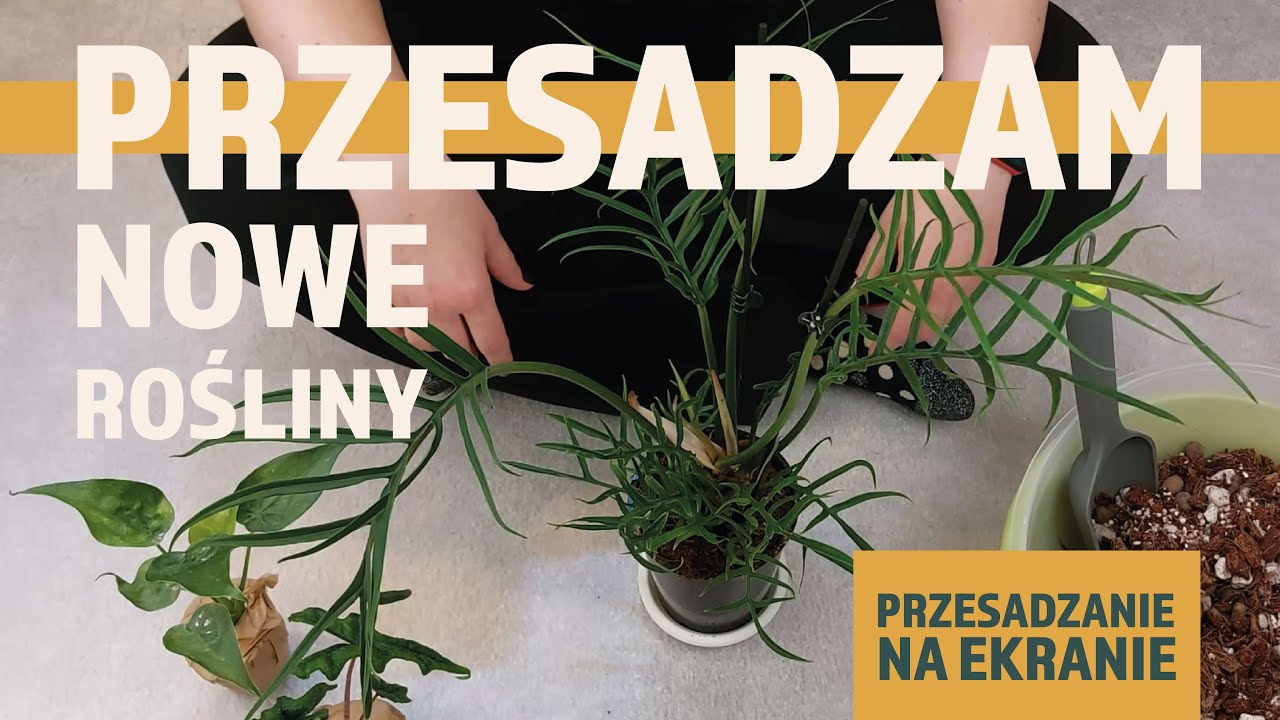 Przesadzam nowe rośliny 💚 Philodendron tortum i alokazje 💚
