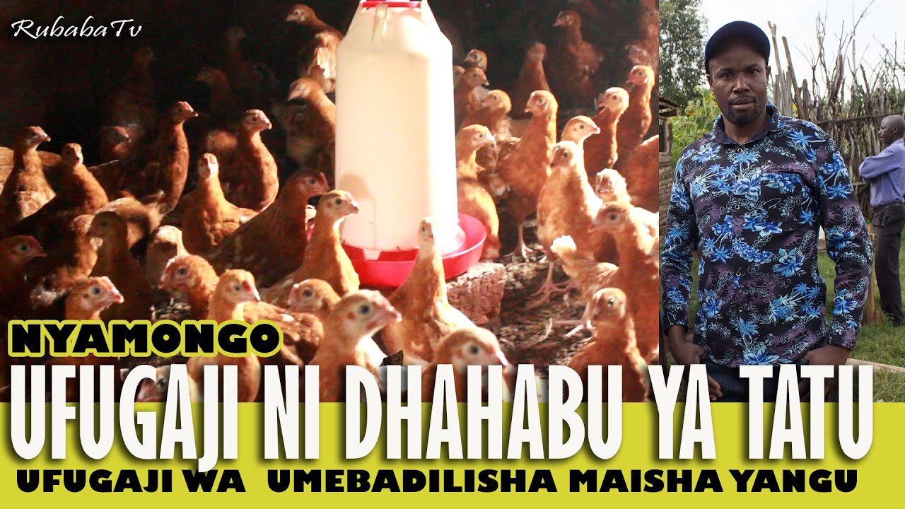 🐓 Kuku Wamenibadilishia Maisha – Ezekia kutoka Tarime | Ufugaji ni Dhahabu ya Tatu