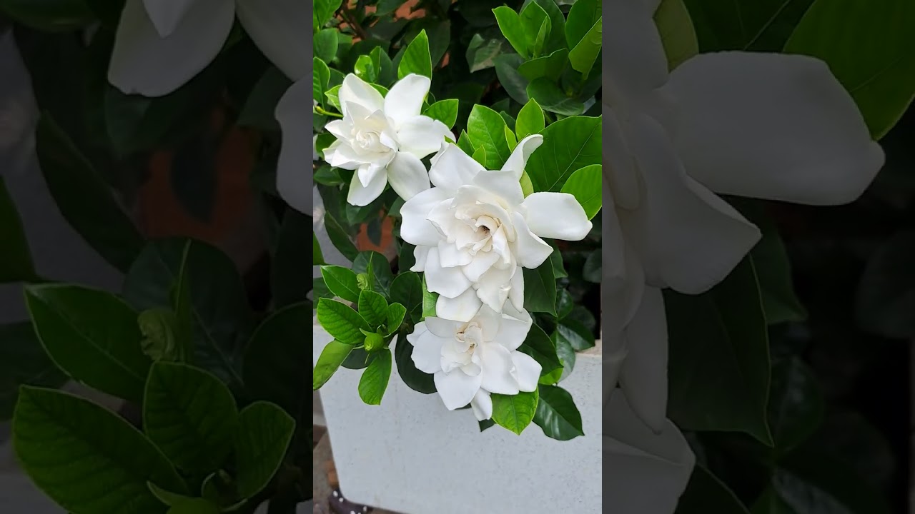 Ananta Flower