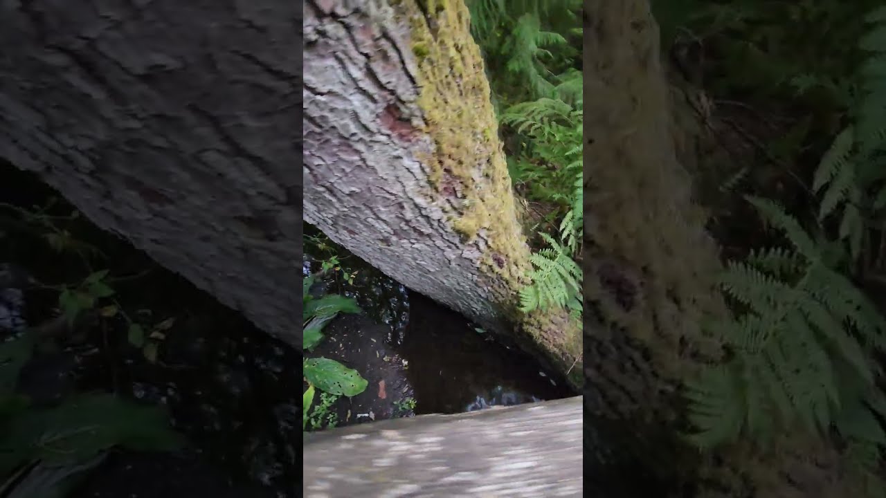 Strange Growing Swamp Tree 🌲 #shorts