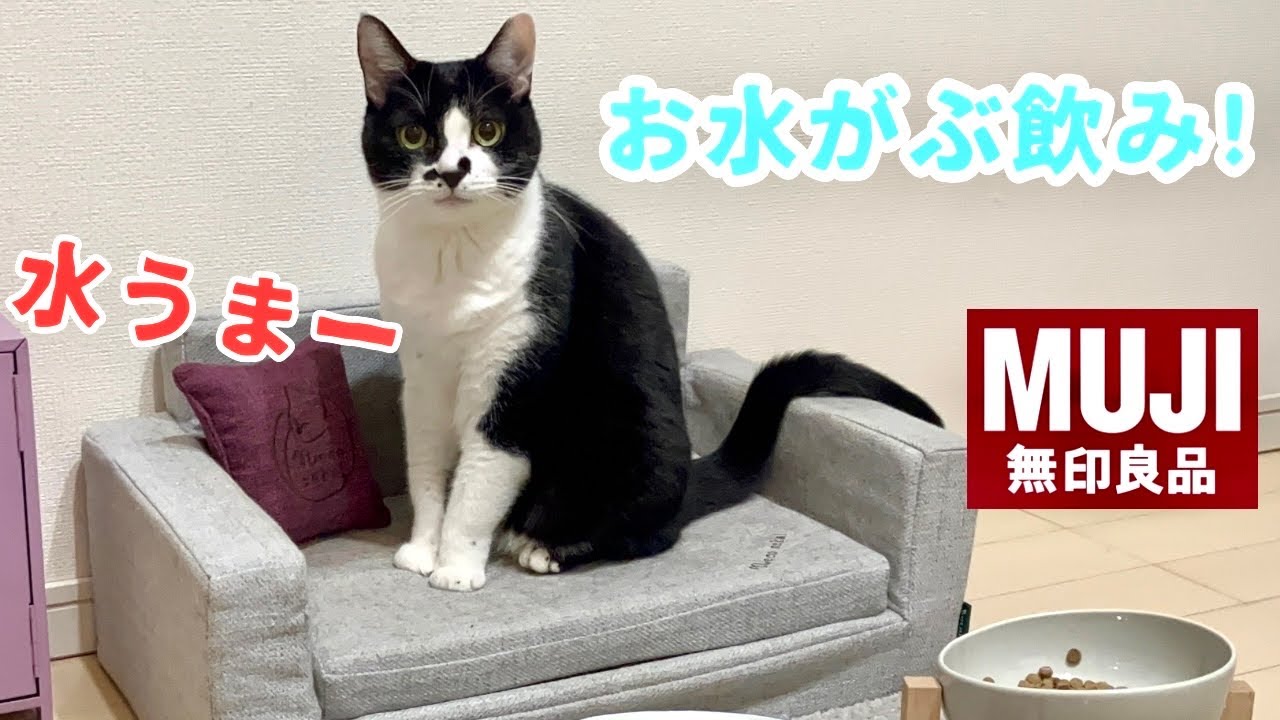 無印良品のお猫様の食器！