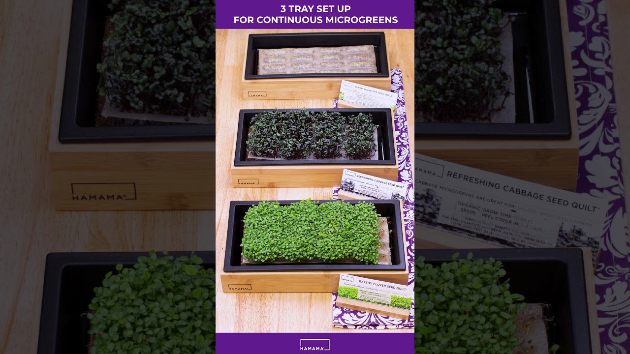 How to Grow Your Microgreen Kits with a Continuous Harvest Schedule