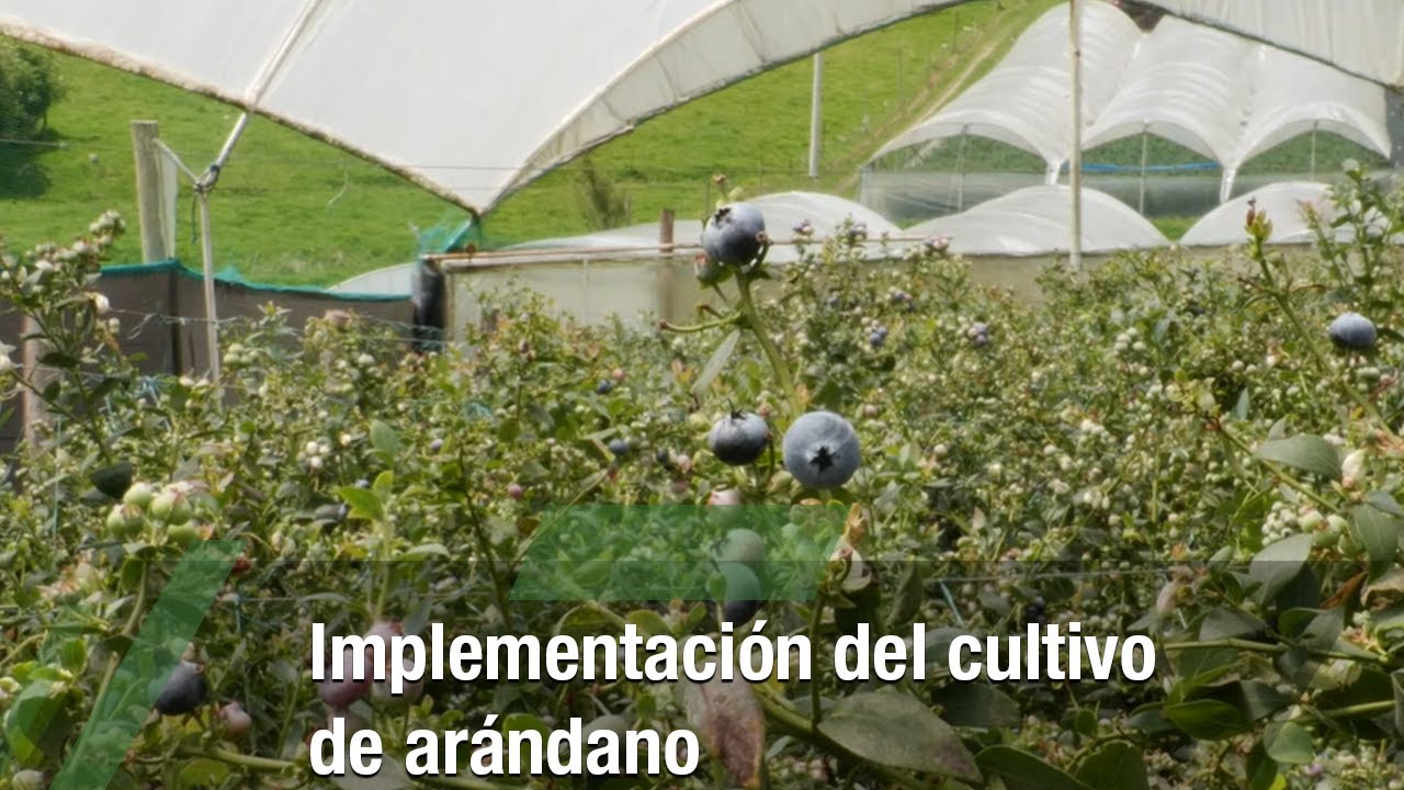 Implementación del cultivo de arándano - TvAgro por Juan Gonzalo Angel Restrepo