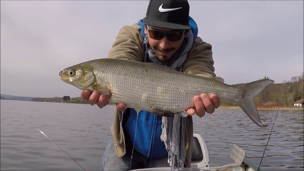 Corégone/Féra du Haut Doubs : Les salmonidés du lac st point