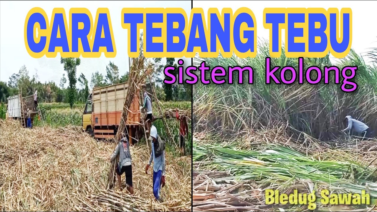 proses Tebang tebu sampai muat ke Truk