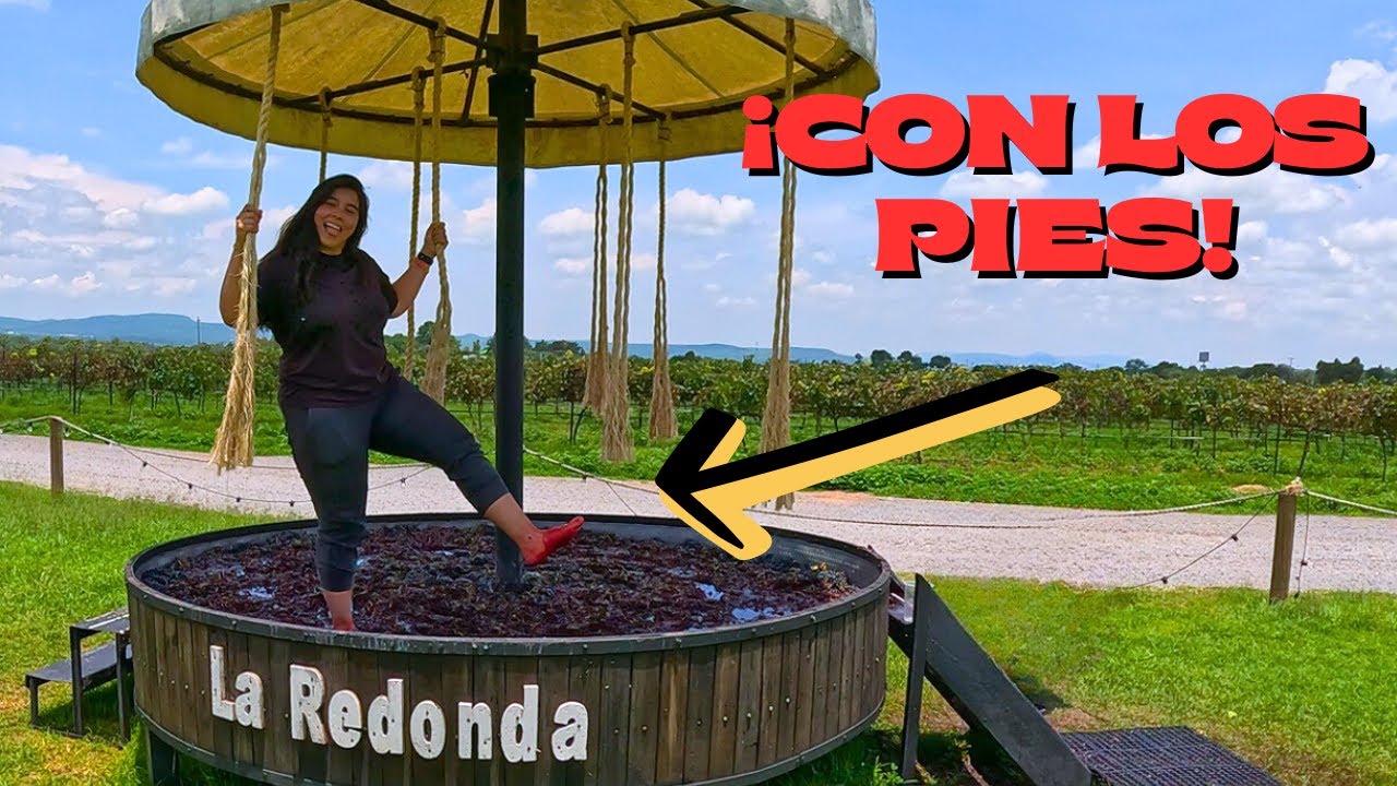 PIS&Eacute; UVAS en LA REDONDA 🍇 &iexcl;La experiencia M&Aacute;S DIVERTIDA de la Ruta del Vino en Quer&eacute;taro!