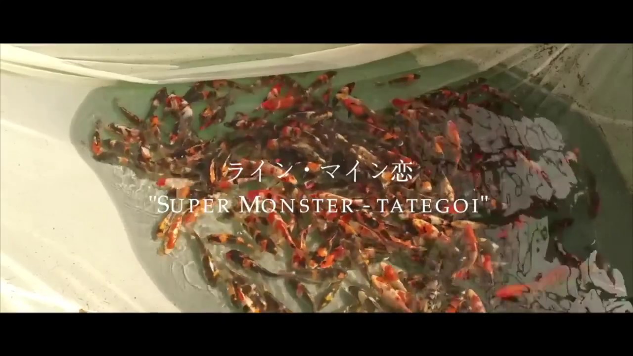 Koi Blog HB  