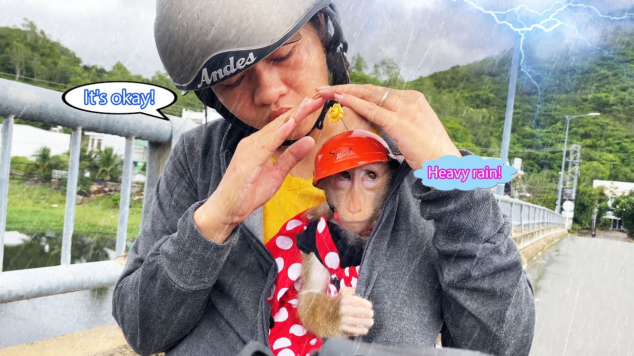 Столько милоты... Мама защитила Манки Лили, когда она попала под внезапный дождь.