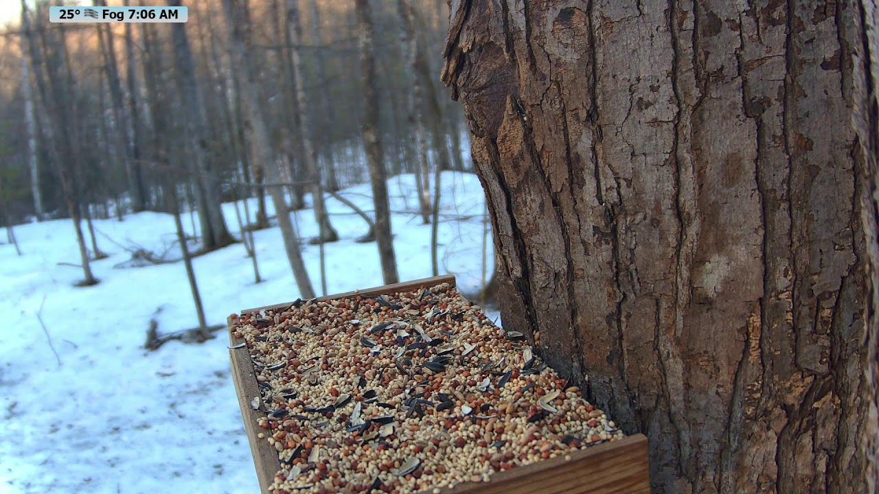 🔴 24/7 Wildlife Feeder Live | Birds, Deer & Flying Squirrels | Nicolet National Forest, Wisconsin
