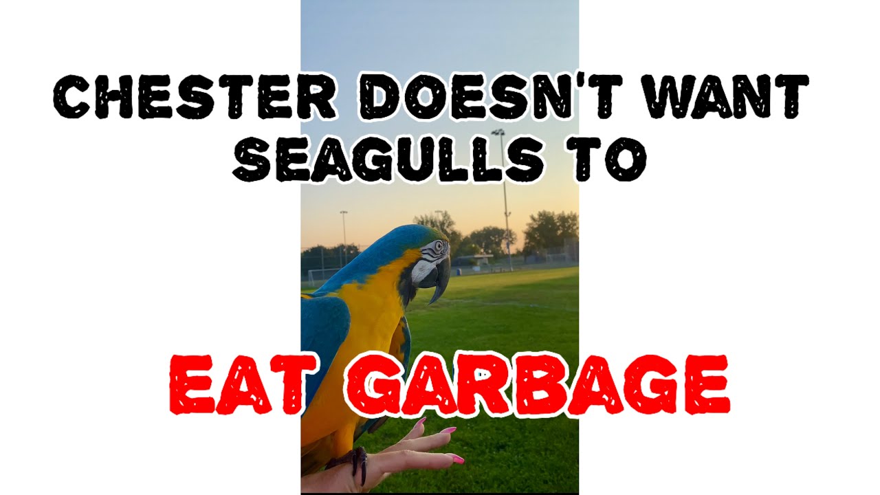 Chester doesn’t want seagulls to eat garbage ￼😂